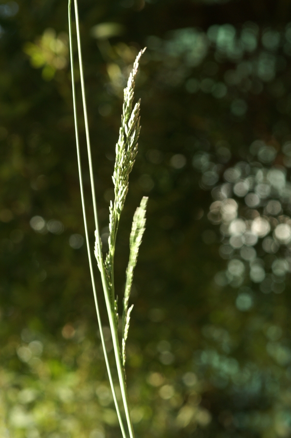 Poa labillardieri